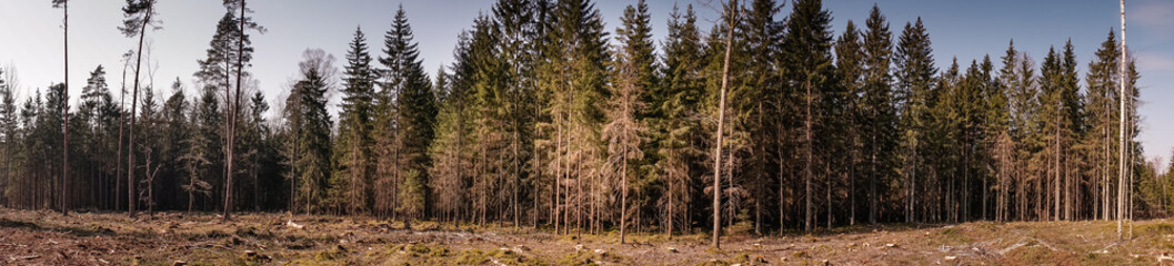 Panoramic view of pine forest being cut for firewood - huge problem of forests being destroyed