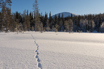 Animal's footprints in the snow in winter