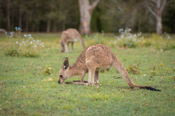 kangaroo on the lawn in the park
