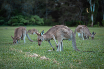 several kangaroos on the lawn in the park