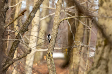 Woodpecker in spring forest. Natural scene from state park.