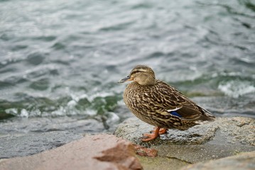 duck on the beach