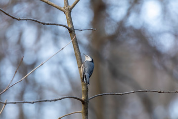 Bird. White-breasted nuthatch, American bird, looking for insects and seeds in spring forest