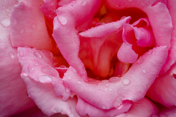 Bright pink rose. Close up of beautiful rose flower covered in raindrops after a summer shower.