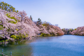 Naklejka premium 東京 吉祥寺 井の頭公園 桜 春