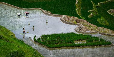 worker caring rice field in the area of banaue,in Philippines