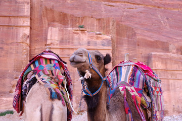 Dromadaire à Pétra