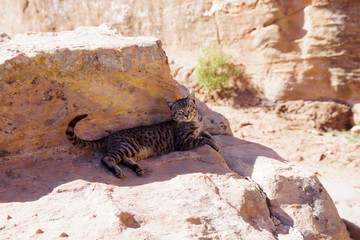 Chat tigré se reposant à l'ombre