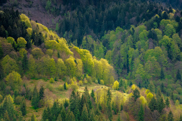 forest on the hills in spring. beautiful environment background in mountains. trees in colorful lush foliage in evening light
