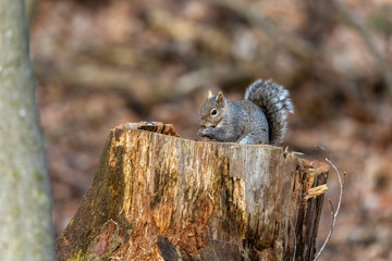 Eastern gray  squirrel in city park