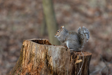 Eastern gray  squirrel in city park