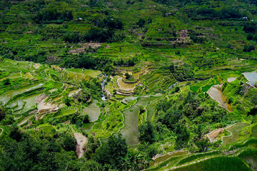 Obraz premium rice field terrace in the area of banaue,in Philippines 