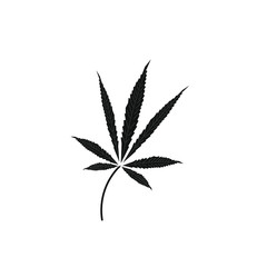 cannabis leaves on white background