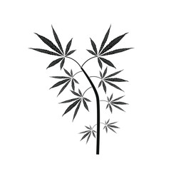 cannabis leaves on white background
