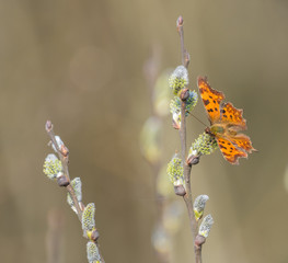 Butterfly Motyl © Rafał Bieroza