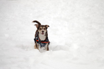 dog running in the snow