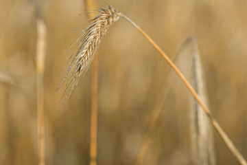 Grain (zboże)