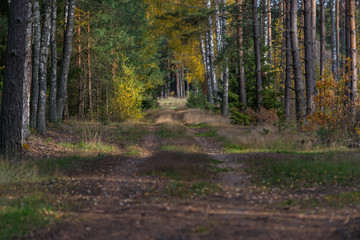 The autum forrest