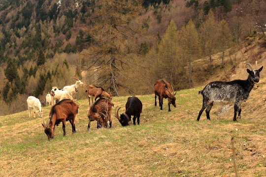 Capre che brucano l&rsquo;erba in montagna