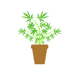 Fototapeta na wymiar cannabis leaves on white background