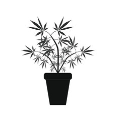 cannabis leaves on white background