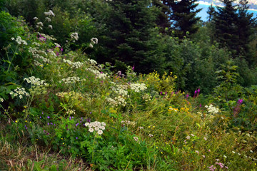 wild flowers in the mountains