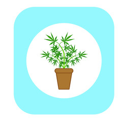 cannabis leaves on white background