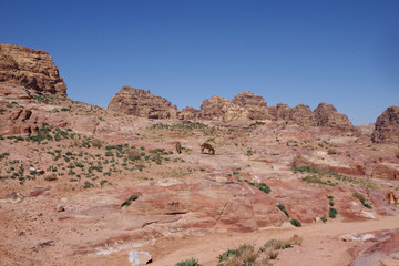 Deux ânes au milieu des roches de Pétra