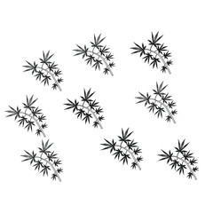 cannabis leaves on white background