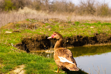 duck by the water,fresh grass