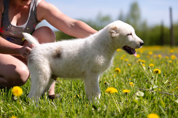 Obraz premium Puppy shepard walks outdoor at summer day