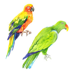 Fototapeta na wymiar Watercolor hand painted exotic tropical parrots illustration set isolated on white background