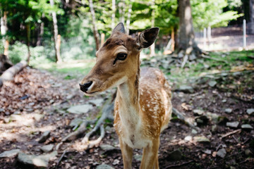 Roe deer in the forest