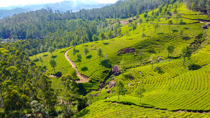 Tea plantations in Munnar, Kerala, India. Beautiful views of green hills.