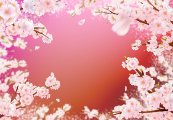 Obraz na płótnie Canvas Cherry blossom illustration in full bloom on a red background.