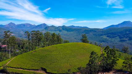Obraz premium Tea plantations in Munnar, Kerala, India. Beautiful views of green hills.