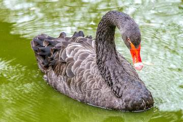 beautiful bird a black swan swims across the pond