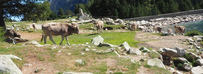 rebaño de vacas de montaña con sus pequeños terneros en el lago san mauricio, huesca, aragon, españa, europa