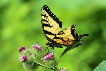 Butterfly on Flower