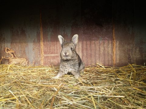 One single small bunny rabbit on hay / domestic farm baby animal / cute and funny tiny bunny