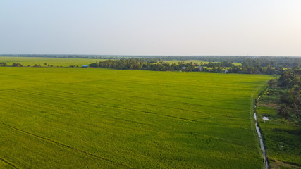 Green Rice field in India