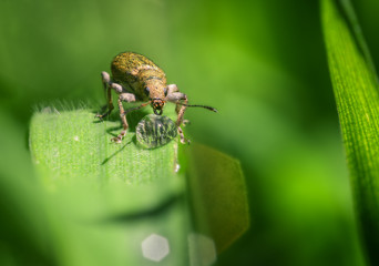 A Beetle Drinking from a Drop of Rain Water