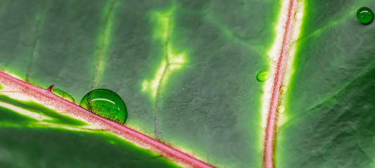 Abstract green background. Macro Croton plant leaf with water drops. Natural backdrop © OLAYOLA