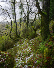 Fresh Little Snow among Bare Oak Trees