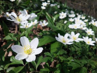 Obraz na płótnie Canvas White Anemone Flowers In Forest / Springtime In Nature / Lovely Group Of Wild Flowers In Woodland 
