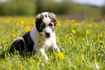 Puppy shepard walks outdoor at summer day
