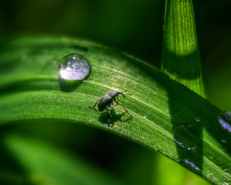 Tiny Beetle on a Blade of Grass next to a Dew Drop