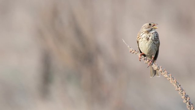 Corn Bunting ( Miliaria calandra ) singing in a field