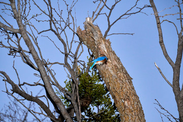 Male Eastern Bluebird (Sialia sialis) exiting nesting hole in Texas mesquite tree