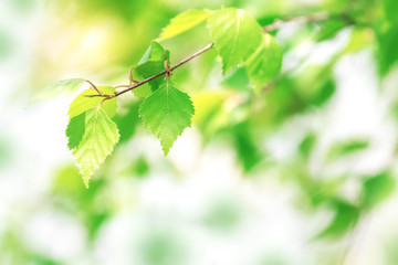 Young green leaves of birch. Beautiful spring background. Sunny day. Selective soft focus.